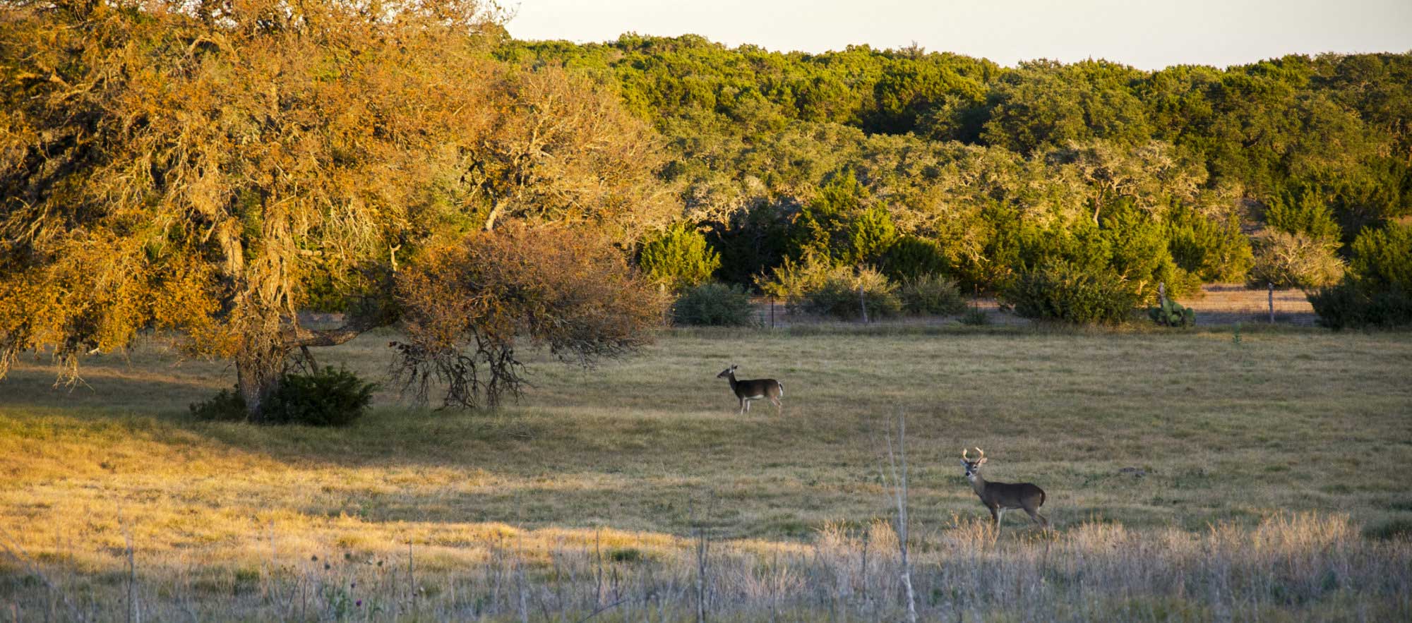 Boerne Hill Country